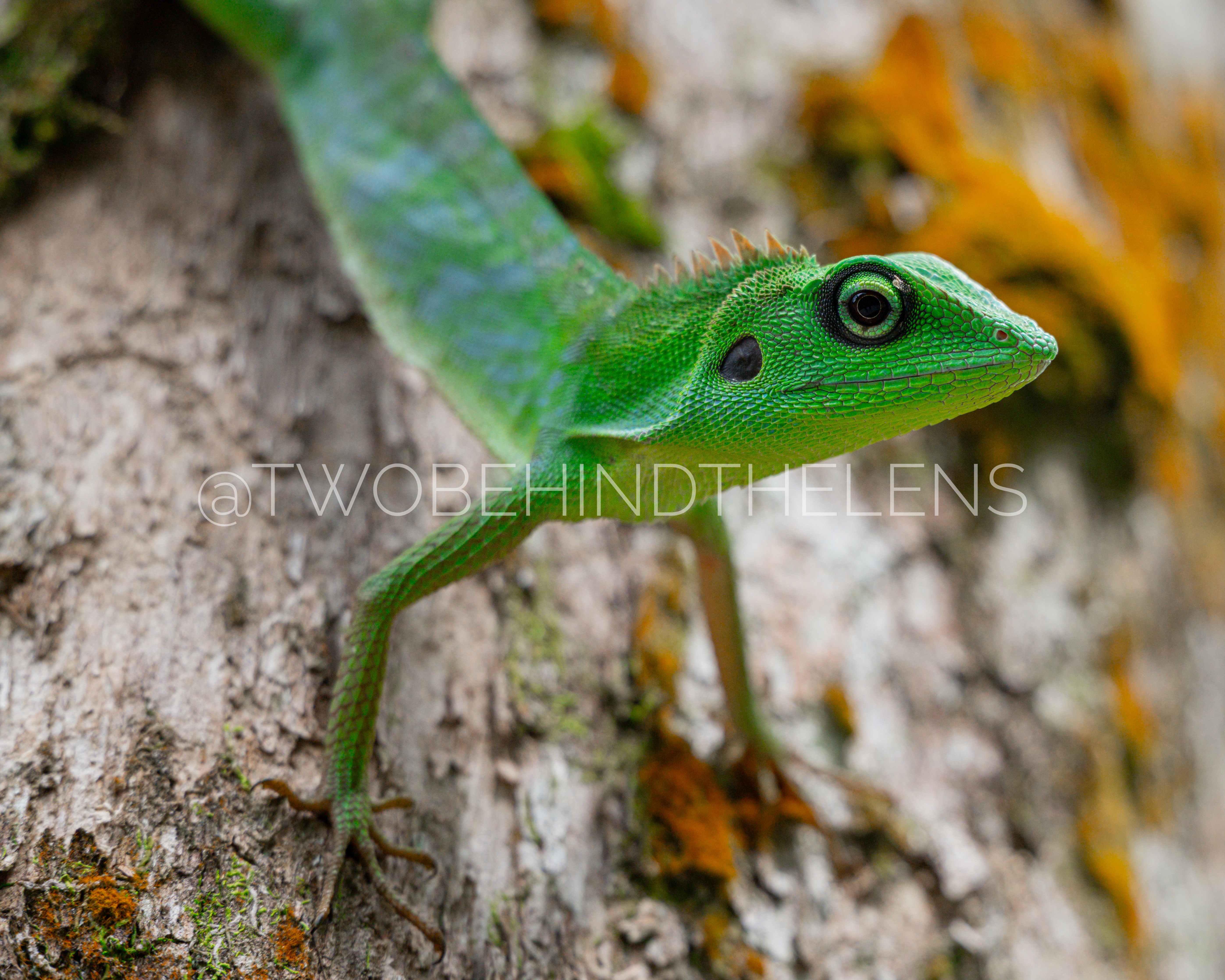 Wildlife Print 5